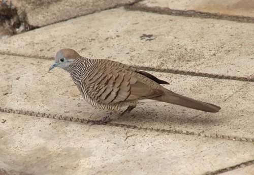 Zebra Dove