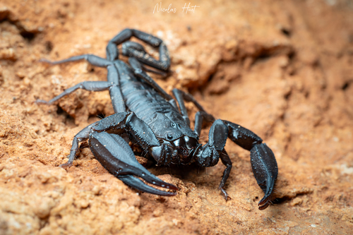 Heteroscorpion kraepelini