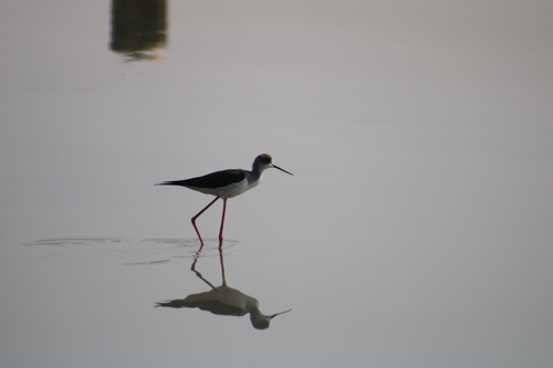Black-winged Stilt