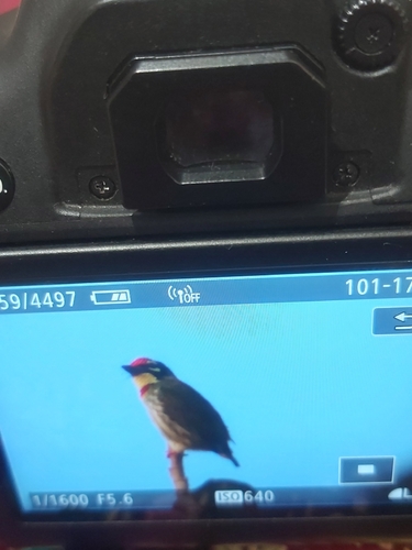 Coppersmith Barbet