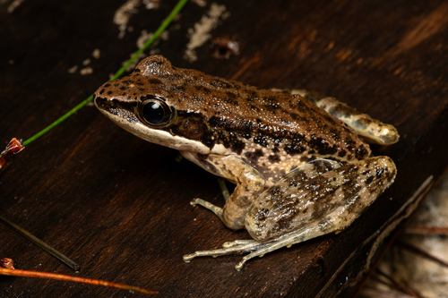 Sylvirana nigrovittata (Blyth, 1856)