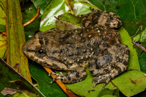 Limnonectes taylori Matsui, Panha, Khonsue & Kuraishi, 2010