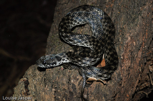 Common Madagascar Cat Snake