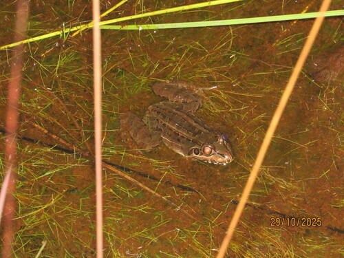 Miranda's White-lipped Frog