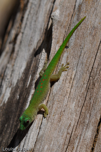 Koch's Giant Day Gecko