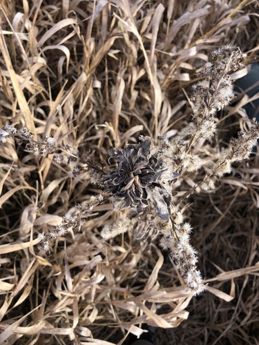 Unknown species found near Hastings, MN, US