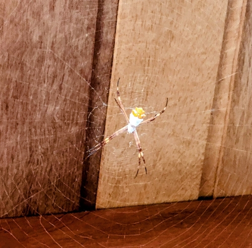 Silver Garden Orbweaver