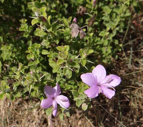 Barleria mysorensis B.Heyne
