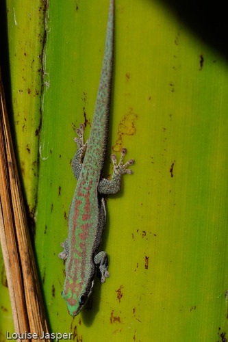 Modest Day Gecko