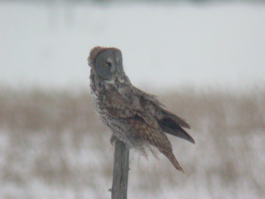 Rand Rudland Great Gray Owl in January 2005 by Rand Rudland · iNaturalist