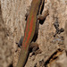 Phelsuma modesta leiogaster - Photo (c) louisedjasper, all rights reserved