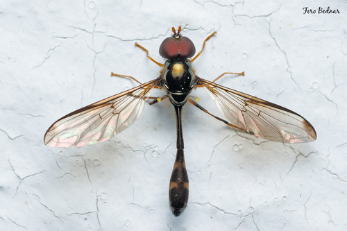 Allobaccha