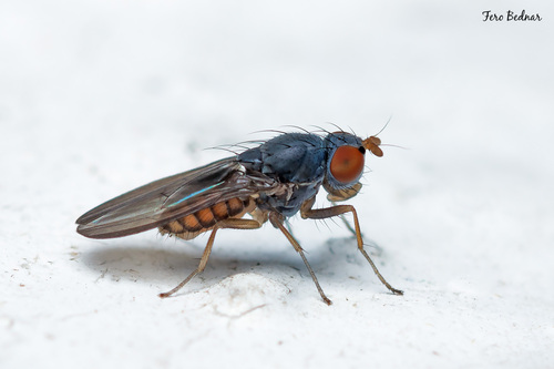 Acalyptratae