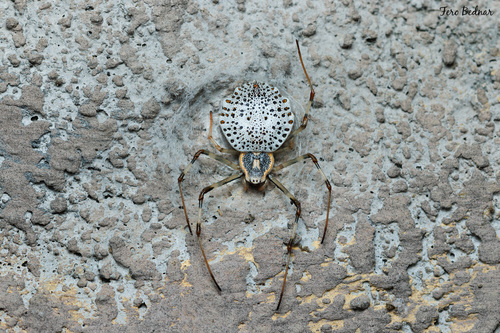 Herennia multipuncta