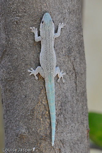 Thick Tail Gecko