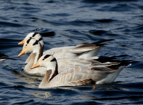Bar-headed Goose