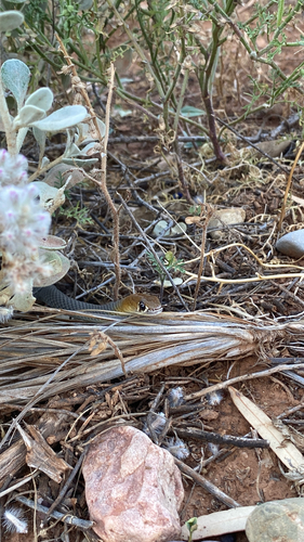 Central Whipsnake sighting