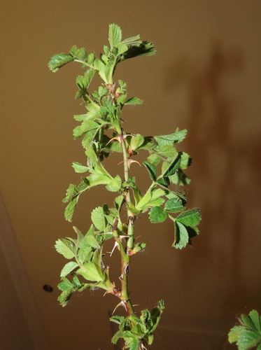 Rosa tuschetica