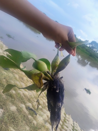 common water hyacinth