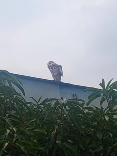 American Barn Owl