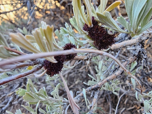 Unknown species found near Cody, WY 82414, USA