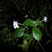 Ruellia bignoniiflora - Photo (c) dougbell, όλα τα δικαιώματα διατηρούνται, uploaded by dougbell