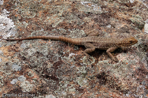 Dumeril's Madagascar Swift