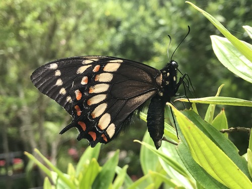 Papilio scamander Boisduval, 1836