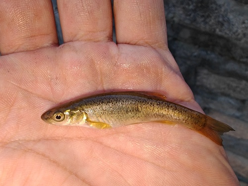 Amur Minnow