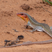 Kalahari Plated Lizard - Photo (c) Rogério Ferreira, all rights reserved, uploaded by Rogério Ferreira
