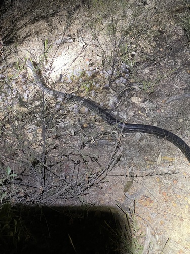 Southwestern Carpet Python sighting