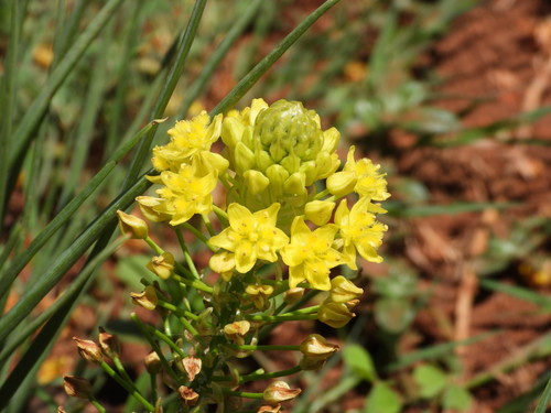 Yellow Cat's Tail