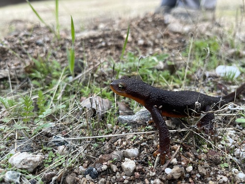 iNaturalist observation photo of Pacific Newts