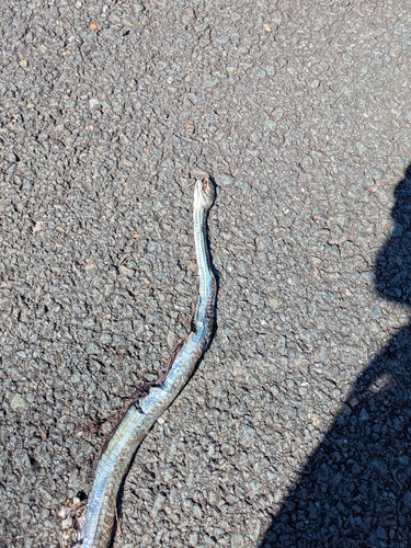 Common Tree Snake sighting