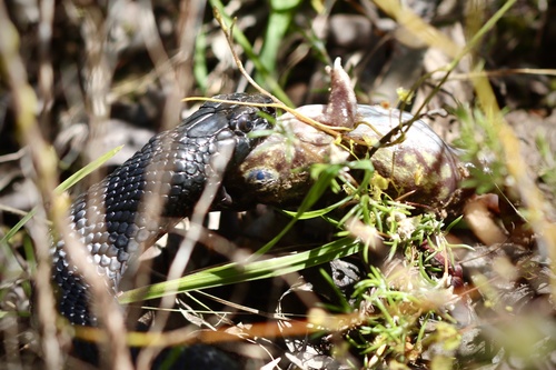 Red-bellied Black Snake sighting