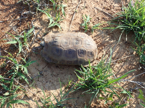 Speke's Hinge-back Tortoise