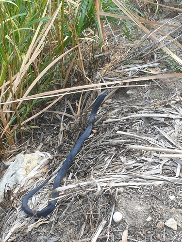 Red-bellied Black Snake sighting