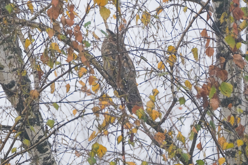 View observation of {o.common_name} on iNaturalist