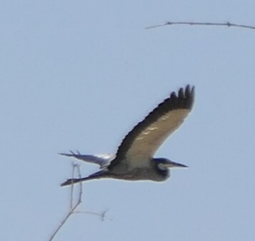 Black-headed Heron