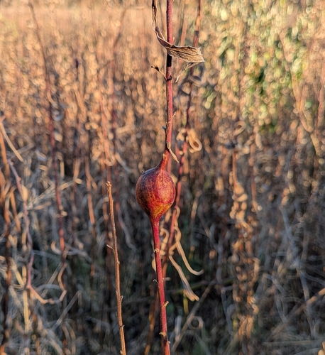 Unknown species found near Hebron, CT 06248, USA