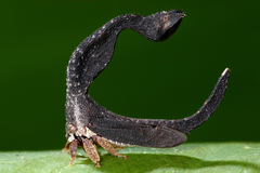 Image of Cladonota zeledoni