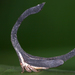 Cladonota apicalis - Photo (c) gernotkunz, todos los derechos reservados, subido por gernotkunz