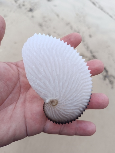 Argonauta argo