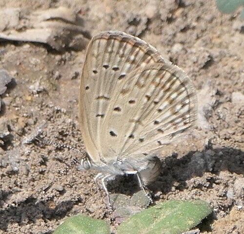 African Grass Blue