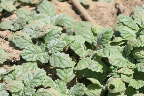 Coldenia procumbens