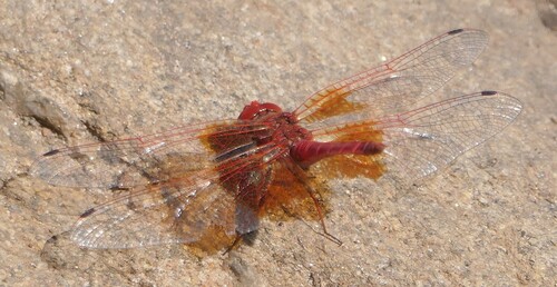 Orange-winged Dropwing
