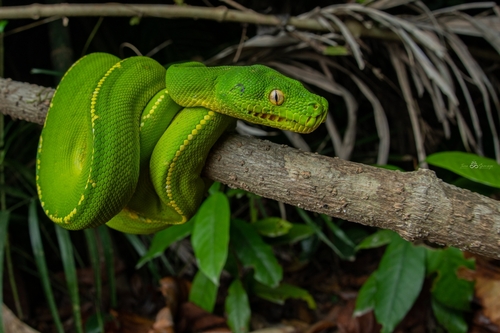 Southern Green Python sighting