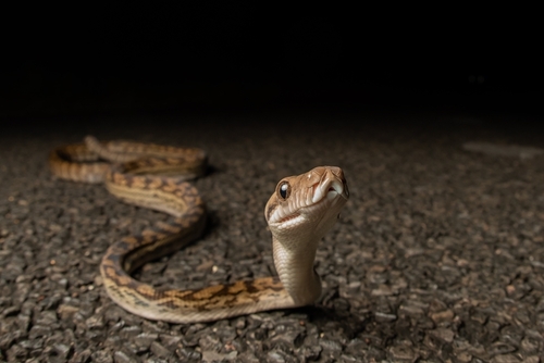 Australian Scrub Python sighting