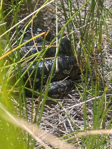 Southwestern Carpet Python sighting