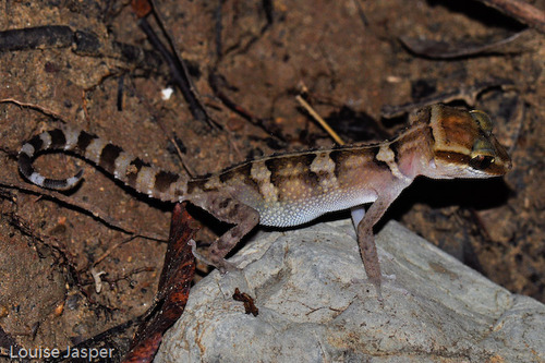 Northern Madagascar Leaf-toed Gecko